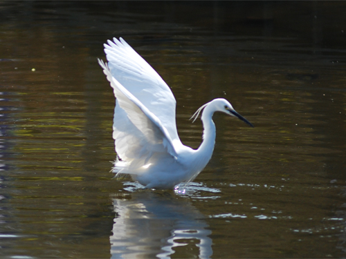 kairakuen white crane